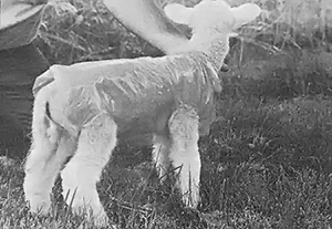 A plastic LamDry raincoat may look silly, but it can help a baby sheep survive harsh weather.